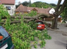 Kwikfynd Tree Cutting Services
myolavic
