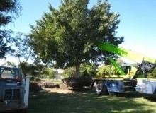 Kwikfynd Tree Management Services
myolavic
