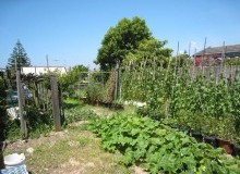 Kwikfynd Vegetable Gardens
myolavic